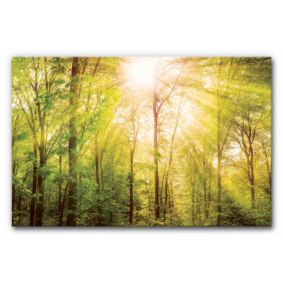 Akustikbild Wald