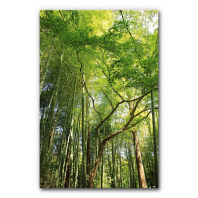 Akustikbild Tropenwald