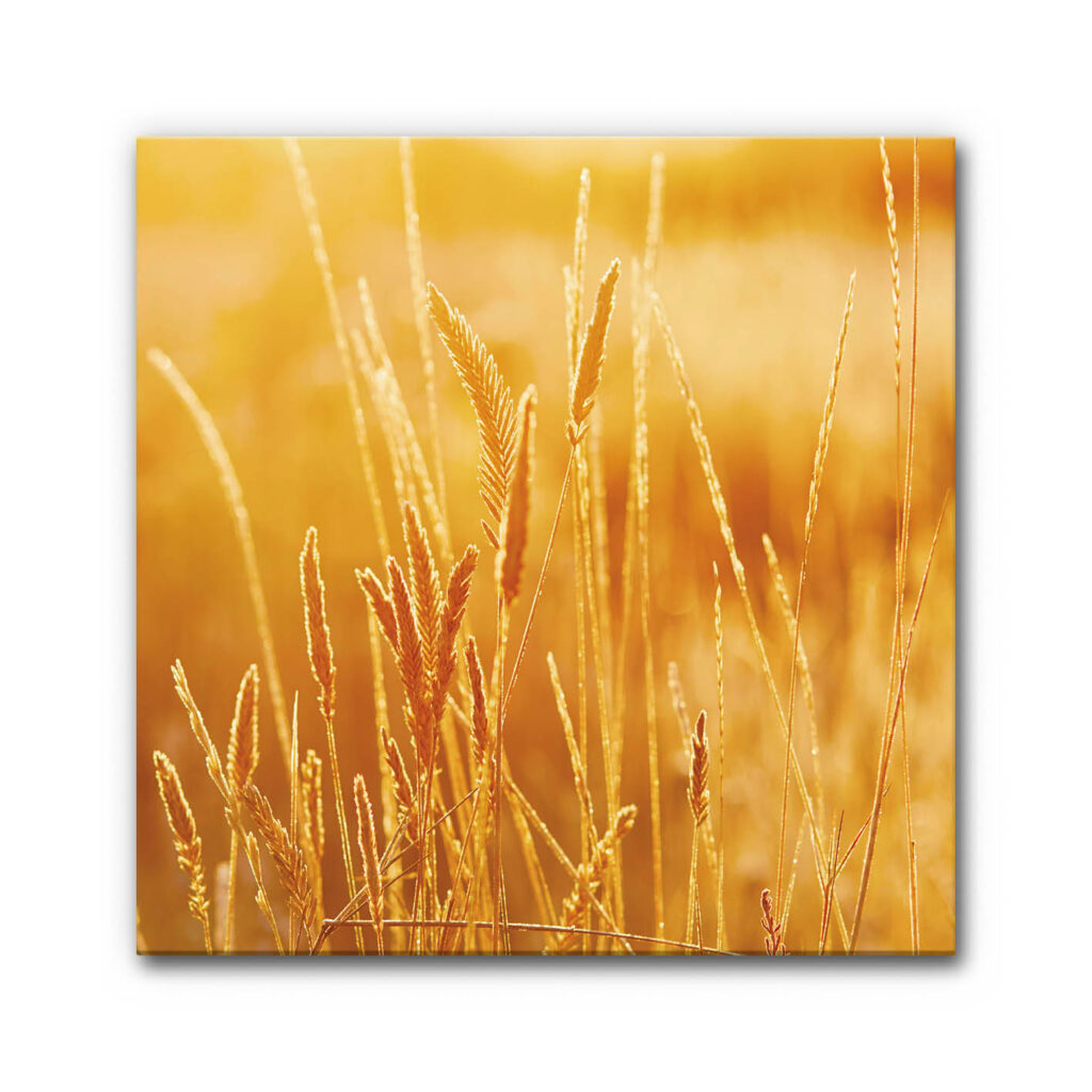 Akustikbild Kornfeld