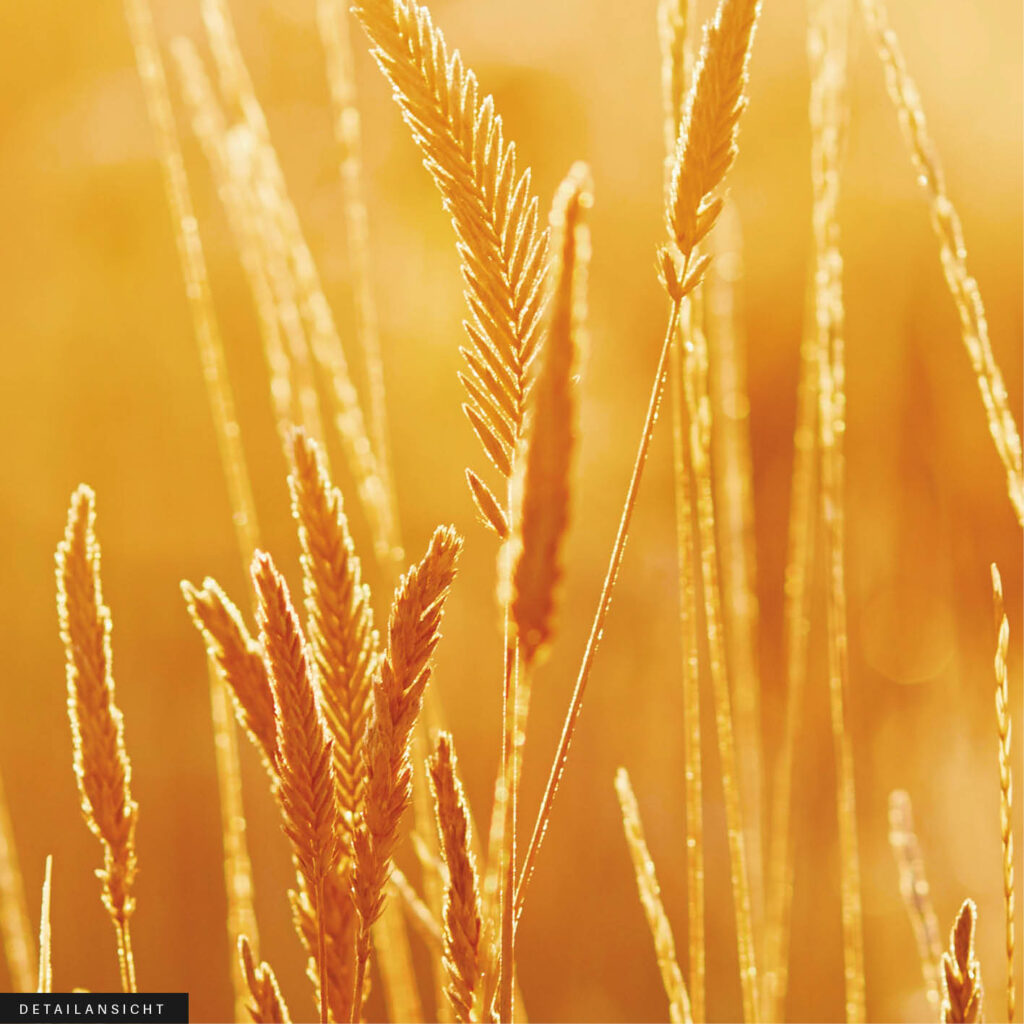 Akustikbild Kornfeld
