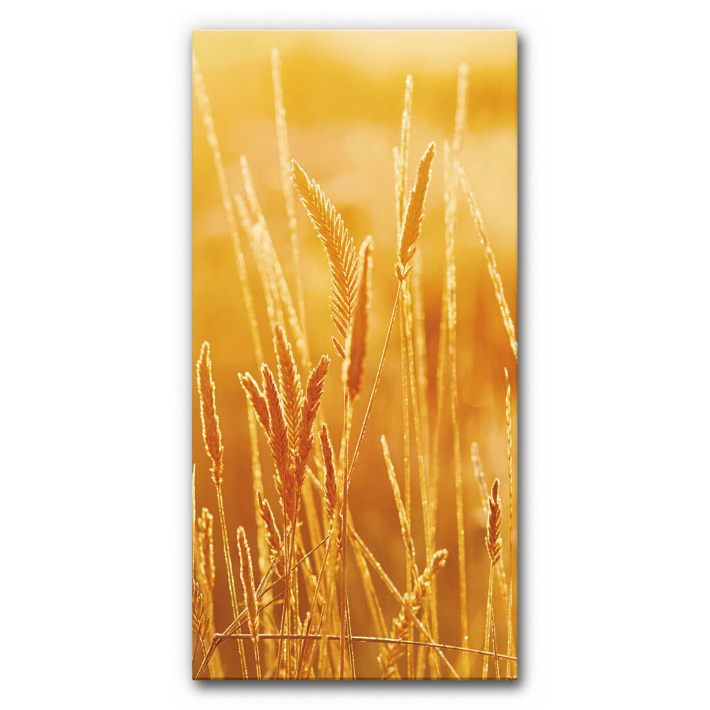 Akustikbild Kornfeld