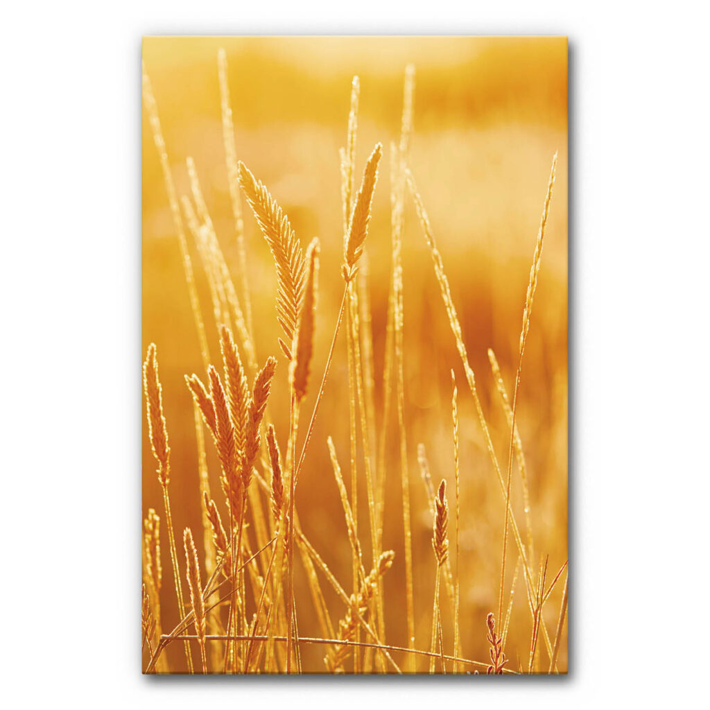 Akustikbild Kornfeld