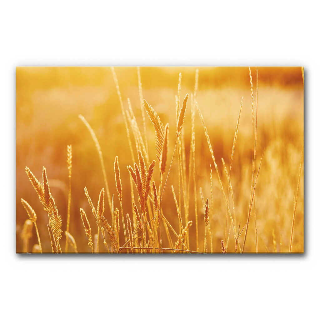 Akustikbild Kornfeld