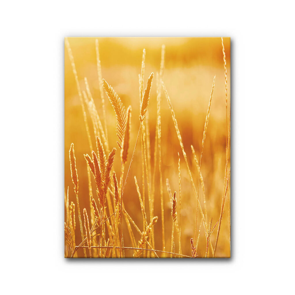 Akustikbild Kornfeld