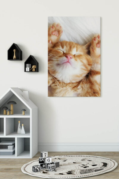 Akustikbild Kleine Katze