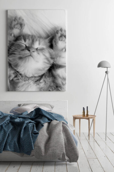 Akustikbild Kleine Katze