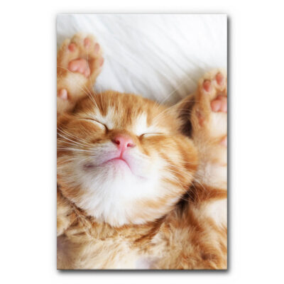 Akustikbild Kleine Katze