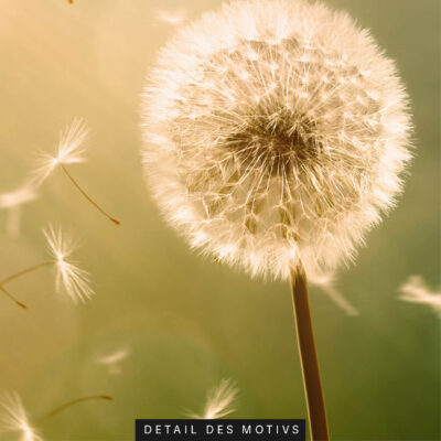 Akustikbild Pusteblume 2