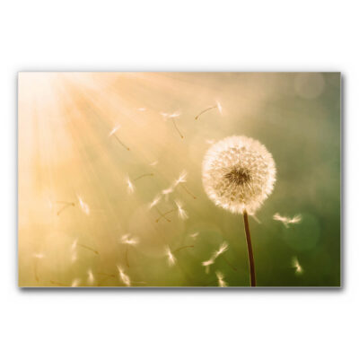 Akustikbild Pusteblume 2