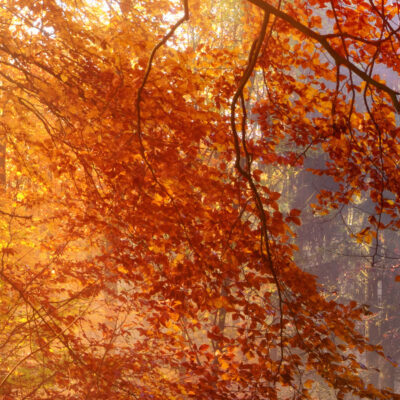 Akustikbild Herbstwald 3