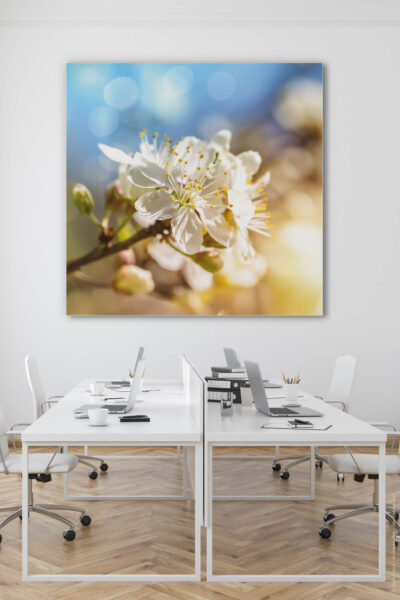 Akustikbild Kirschblüte 2