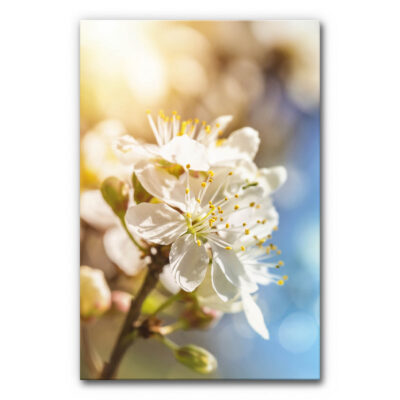 Akustikbild Kirschblüte 2
