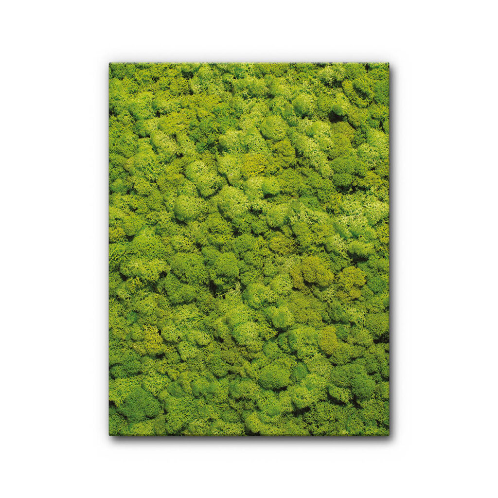 Akustikbild Moosbild VIII