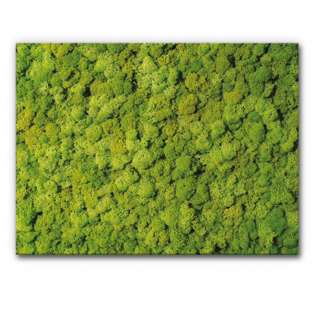 Akustikbild Moosbild VIII