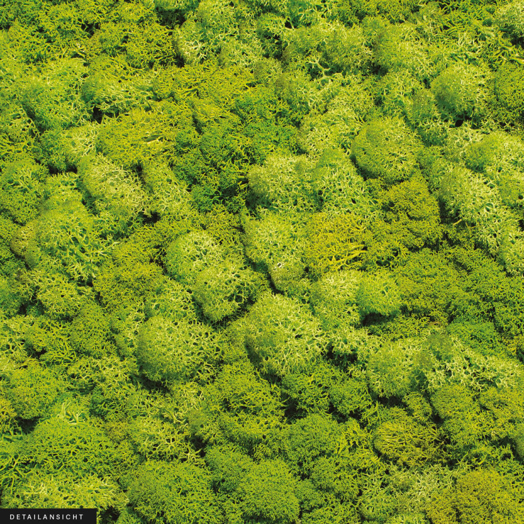 Akustikbild Moosbild VIII