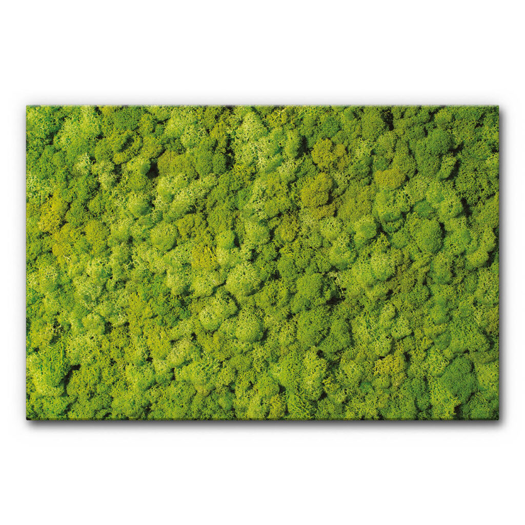 Akustikbild Moosbild VIII