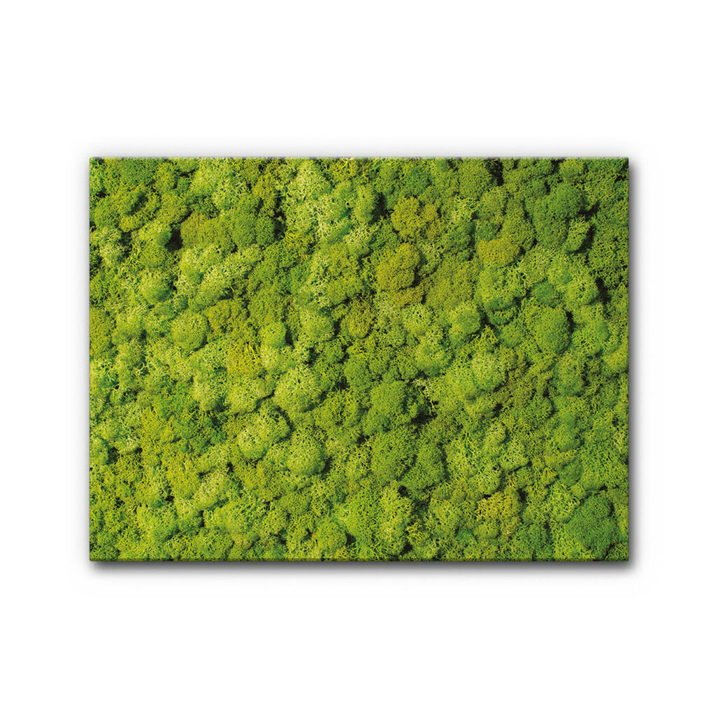 Akustikbild Moosbild VIII