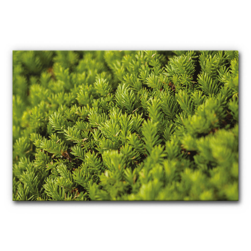 Akustikbild Moosbild I