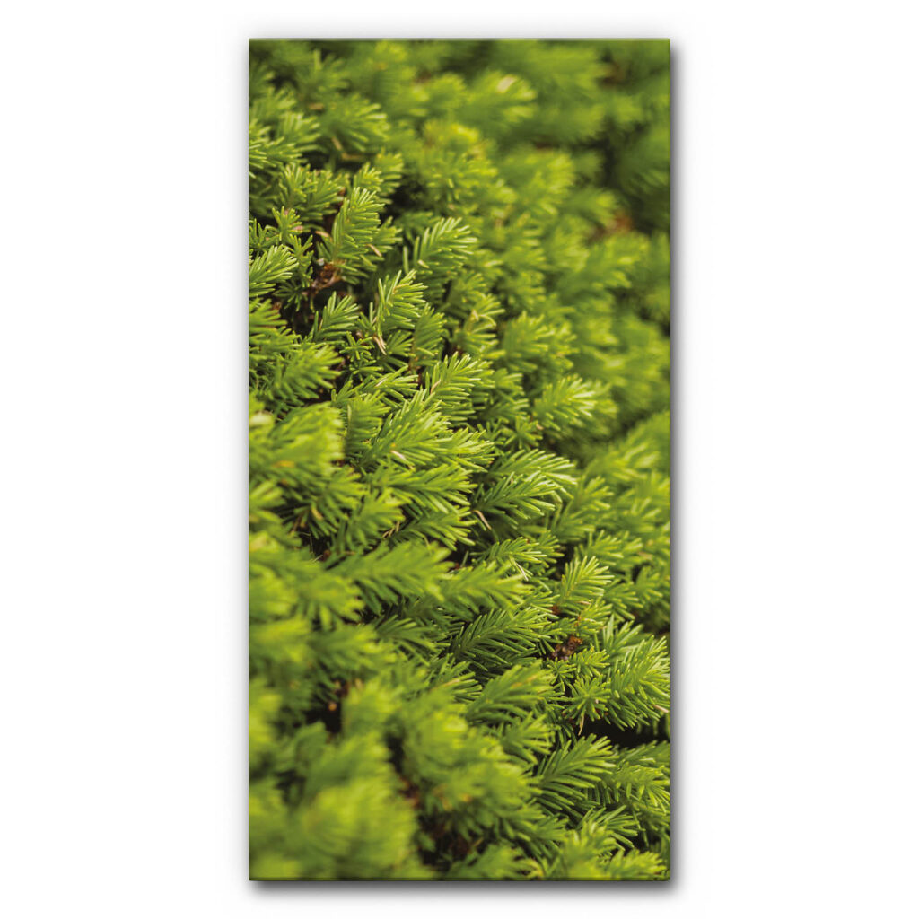 Akustikbild Moosbild I