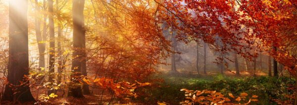 header herbstwald