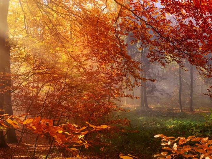 Herbstdeko mit Textilwechselrahmen: Gestalten Sie Ihre Wände saisonal mit herbstlichen Akustikbildern.