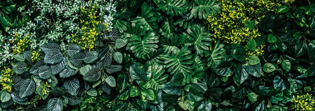 Akustikbild mit Sukkulenten