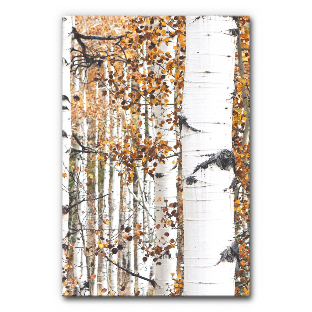 Akustikbild Goldener Birkenwald