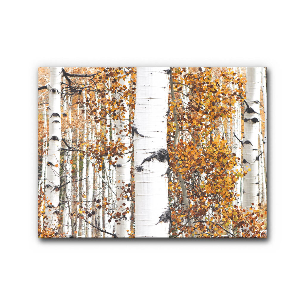 Akustikbild Goldener Birkenwald