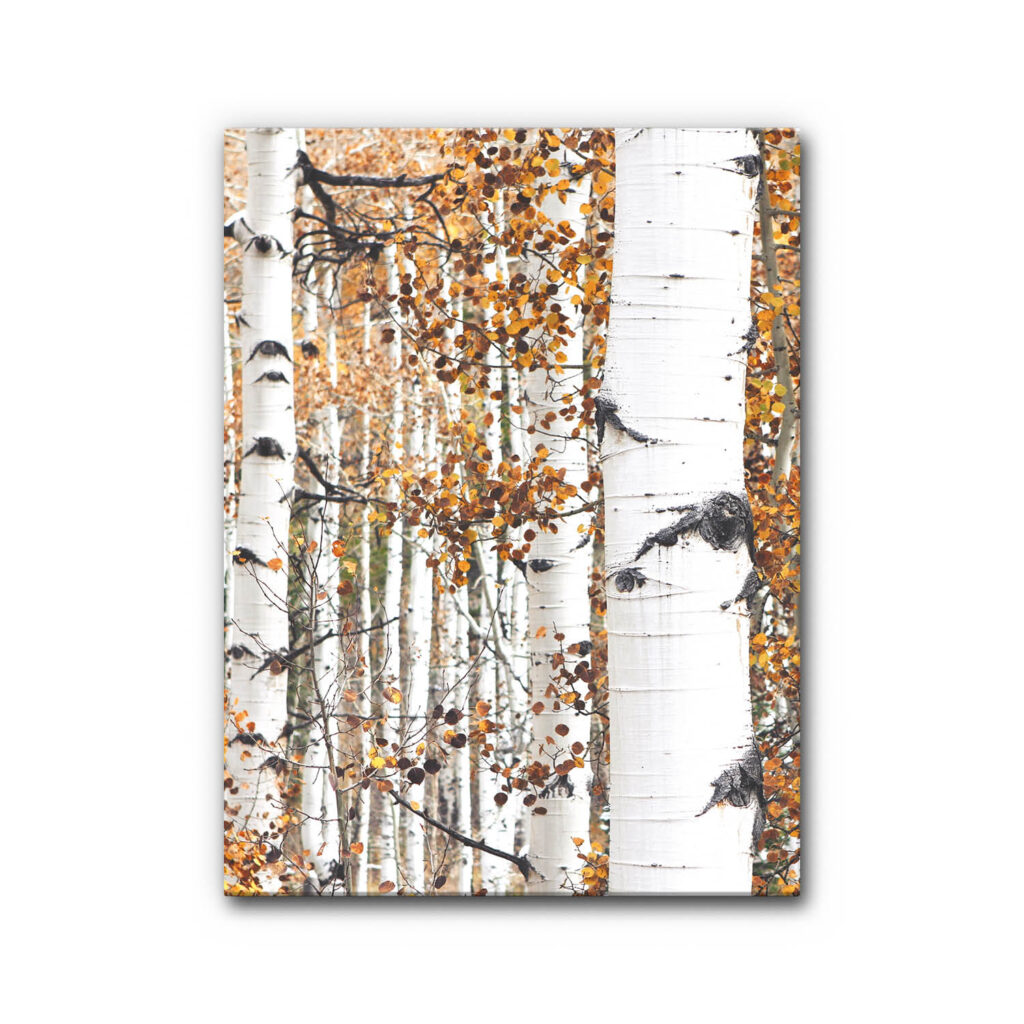 Akustikbild Goldener Birkenwald