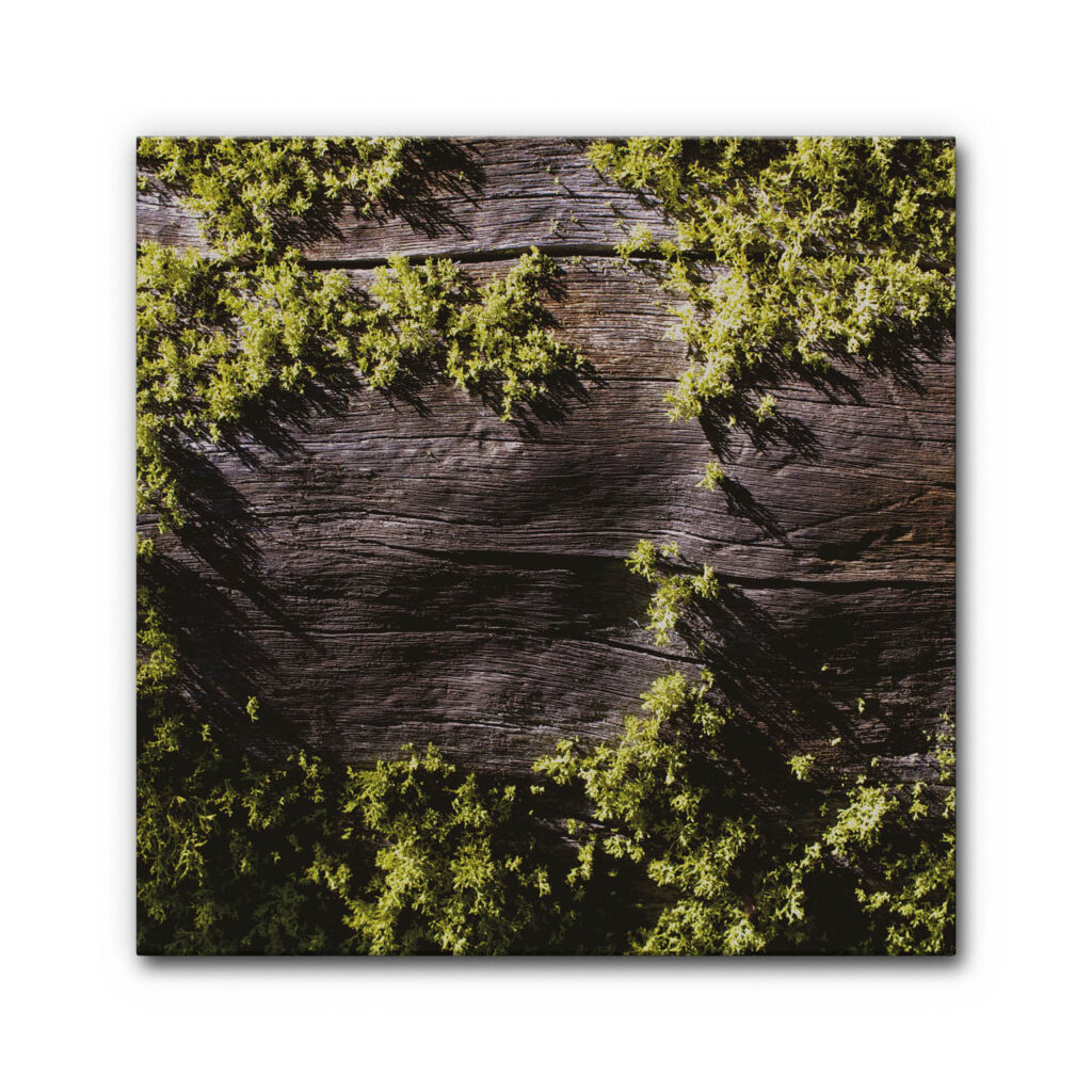 Akustikbild Moosbild 2