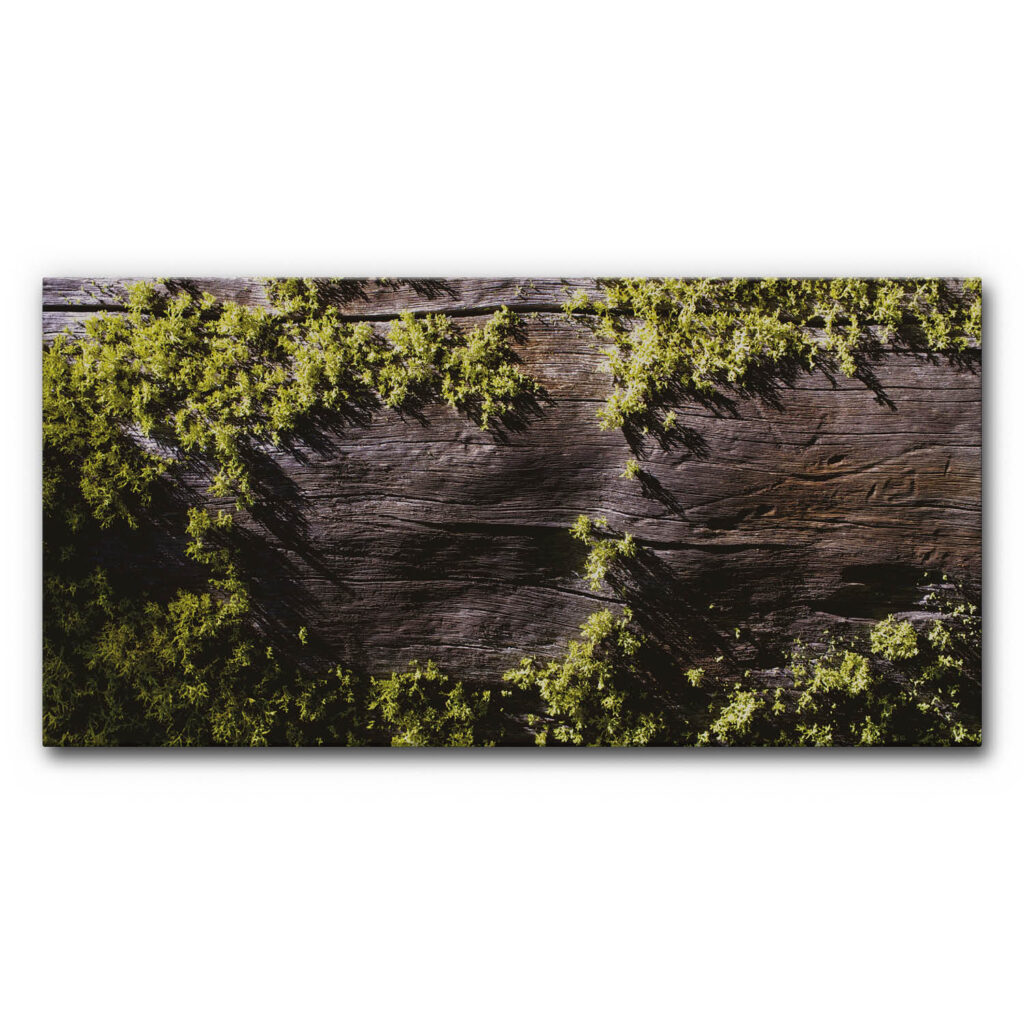 Akustikbild Moosbild 2