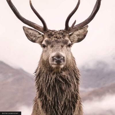 Akustikbild Hirsch 2