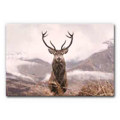Akustikbild Hirsch