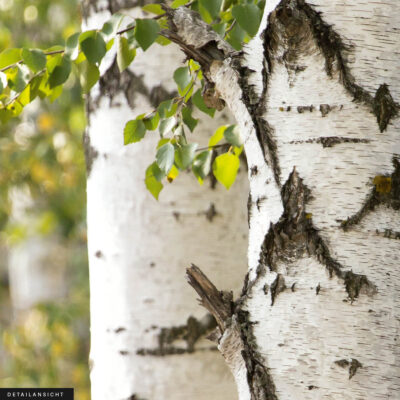 Akustikbild Birke 5