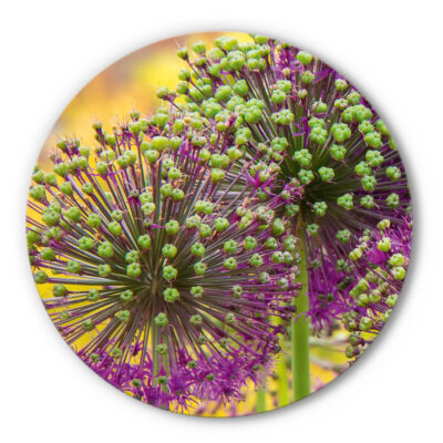 Rundes Akustikbild Allium - Rund, lebendig, detailreich. Großaufnahme einer Allium-Blüte in voller Struktur – grüne Samenstände auf violetten Stängeln vor gelb-violettem Bokeh. Intensive Farbkontraste, organische Symmetrie, bringt Energie und Natur in den Raum.