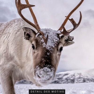 Akustikbild Rentier