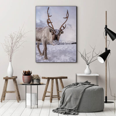 Akustikbild Rentier