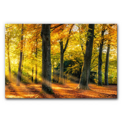 Akustikbild Herbstwald 2 (auch als Panorama bis 400 cm)