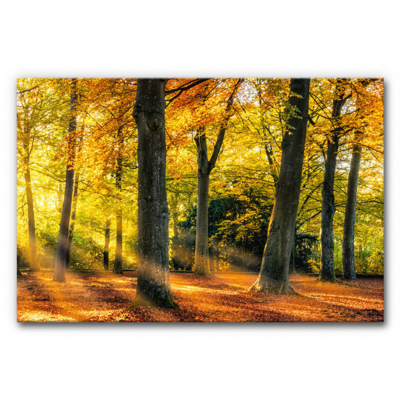 akustikbild manufaktur grossformat schallschutz xxl herbstwald 2 panorama 2