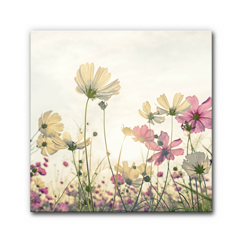 Akustikbild Wiese mit Kosmeen