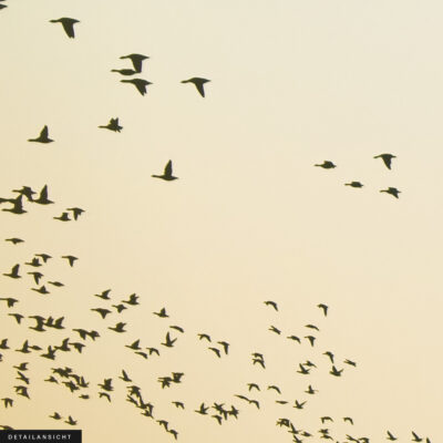 schallabsorber akustikbild wand schallschutz vogelschwarm neu 10