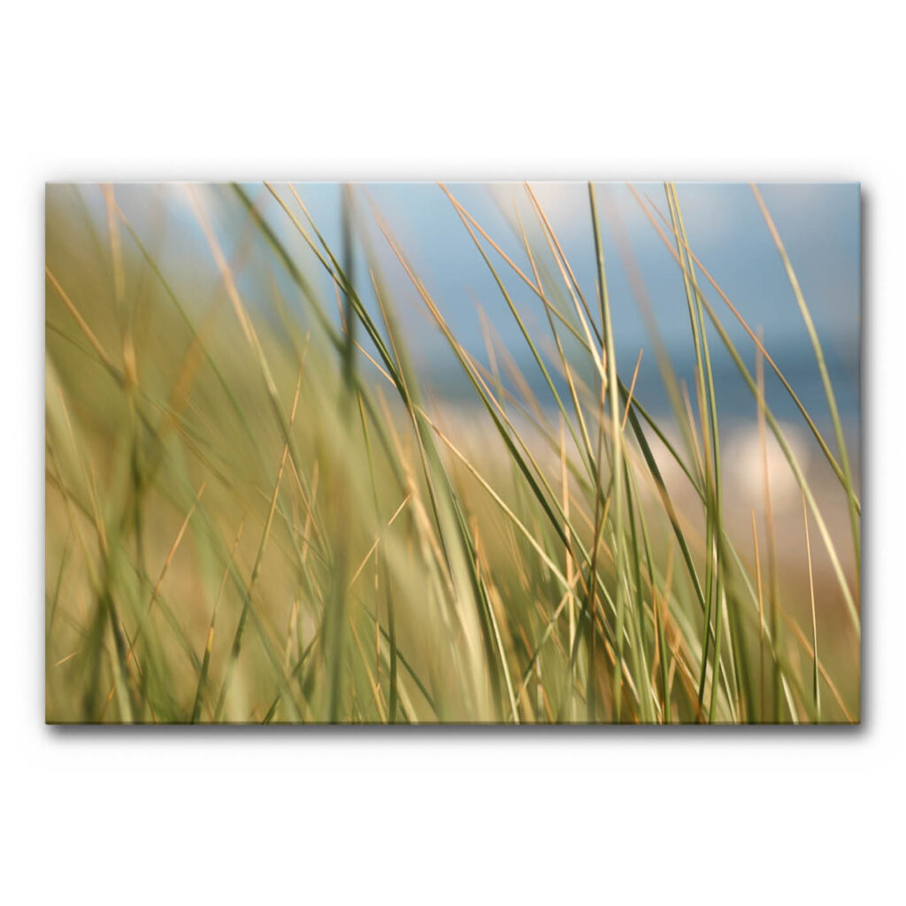 Akustikbild mit Gräsern vor einem fernen Meereshintergrund