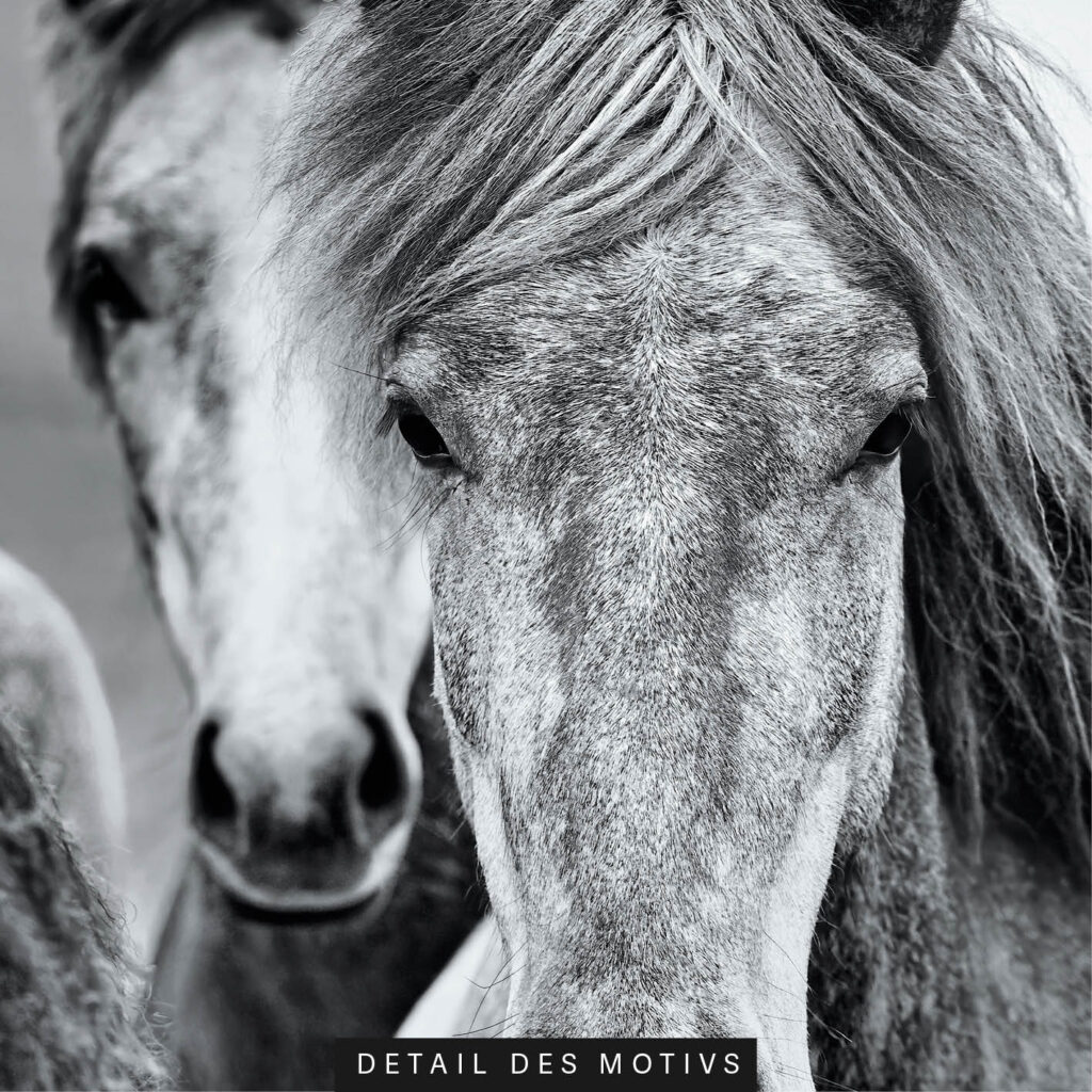 Akustikbild Isländer Pferde