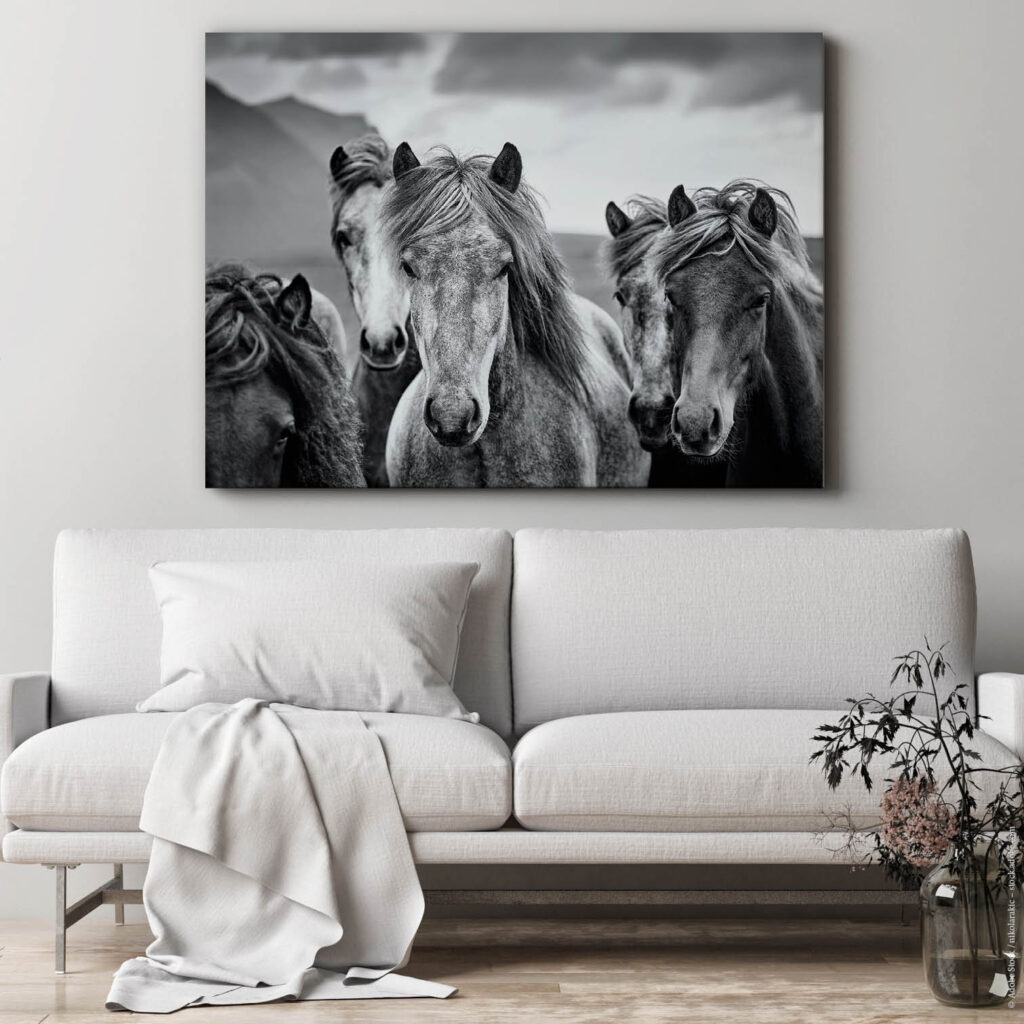 Akustikbild Isländer Pferde