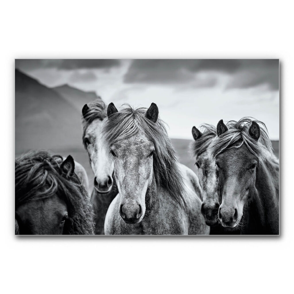 Akustikbild Isländer Pferde