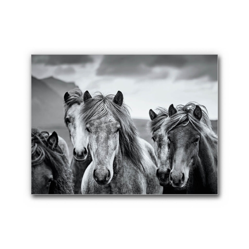 Akustikbild Isländer Pferde