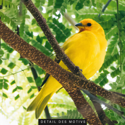 Akustikbild Gelber Vogel im Paradies