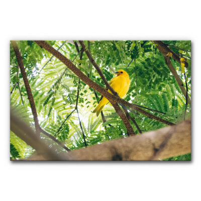 Akustikbild Gelber Vogel in einer tropischen Baumkrone