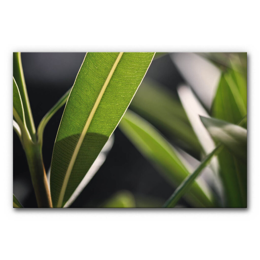 Akustikbild mit Blättern und Licht