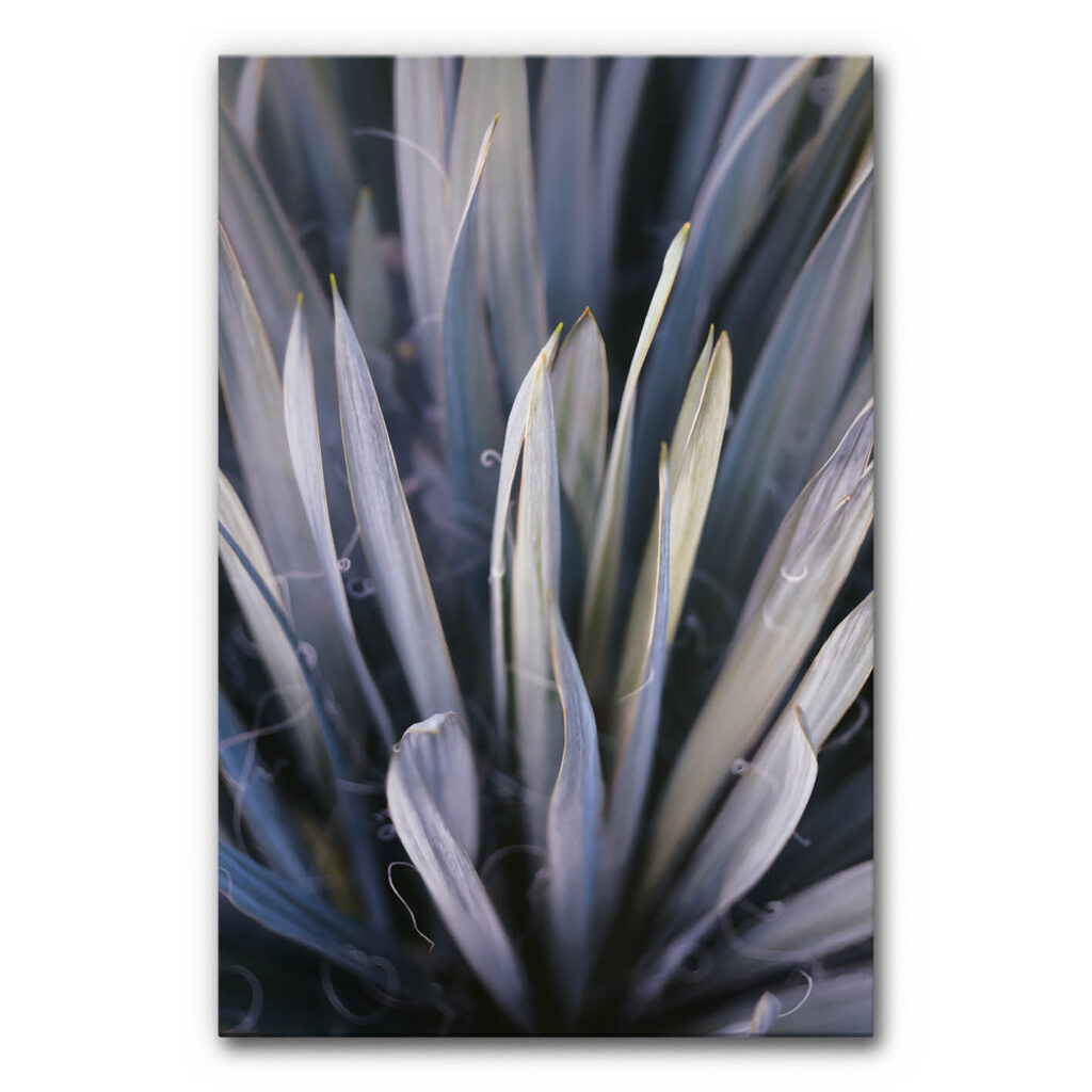 Akustikbild mit Yucca in Lila